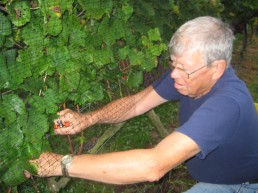 Grandpa Harvesting Pinot Grigio