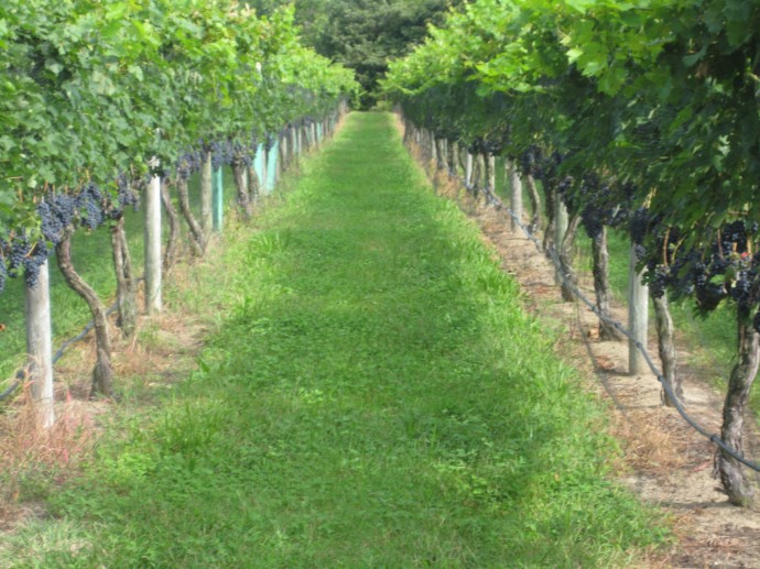 View of Netted Vineyard